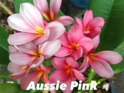 JARDINTROPIC - Plumeria rubra "aussie pink" (frangipanier) pot de 2 litres ? 20/30 cm