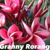 JARDINTROPIC - Plumeria rubra "granny rorang" (frangipanier) pot de 2 litres ? 20/30 cm