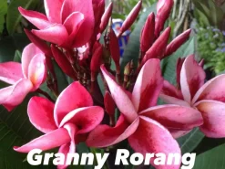 JARDINTROPIC - Plumeria rubra "granny rorang" (frangipanier) pot de 2 litres ? 20/30 cm