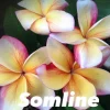 JARDINTROPIC - Plumeria rubra "somline" (frangipanier) pot de 2 litres ? 20/30 cm - couleur floraison:blanc/jaune/rose