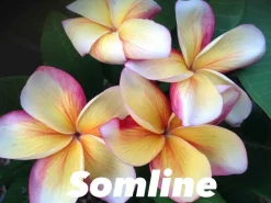 JARDINTROPIC - Plumeria rubra "somline" (frangipanier) pot de 2 litres ? 20/30 cm - couleur floraison:blanc/jaune/rose