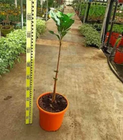 JARDINTROPIC - Pouteria obovata (lucuma, lucumo, fruit-oeuf) pot de 25l - 160/180cm