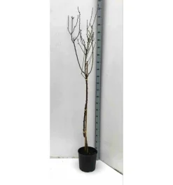 JARDINTROPIC - Prunus dulcis (amandier) pot de 30l -160/180 cm