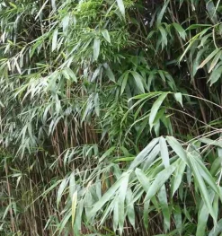 JARDINTROPIC - Pseudosasa japonica pot de 15 litres ? 140/160 cm