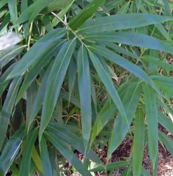 JARDINTROPIC - Pseudosasa japonica pot de 5 litres ? 80/100 cm
