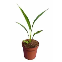 JARDINTROPIC - Ravenala madagascariensis (arbre du voyageur) pot de 25l - 180/200cm
