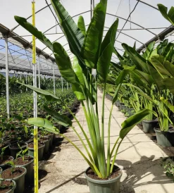 JARDINTROPIC - Ravenala madagascariensis (arbre du voyageur) pot de 25l - 180/200cm