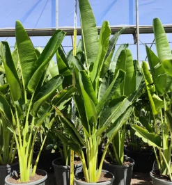 JARDINTROPIC - Ravenala madagascariensis (arbre du voyageur) 50 litres - pied 60/80 total:250/300cm