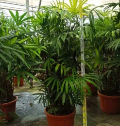 JARDINTROPIC - Rhapis excelsa (palmier bambou) pot de 25l - 150/175cm