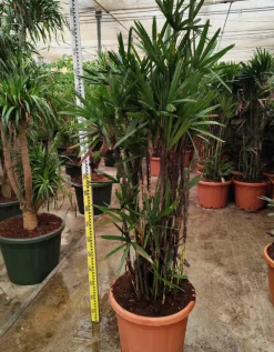 JARDINTROPIC - Rhapis excelsa (palmier bambou) pot de 25l - 150/175cm