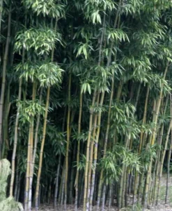 JARDINTROPIC - Semiarundinaria fastuosa var.viridis pot de 9 litres -140/160 cm