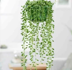 JARDINTROPIC - Senecio herreianus (collier de perles) pot de 1 litre - 0/80 cm