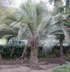 JARDINTROPIC - Spécimen de butia capitata (palmier à vin ou gelée) pot de 2 litres ? 20/30 cm