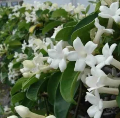JARDINTROPIC - Stephanotis floribunda (jasmin de madagascar) pot de 25l- 125/150cm