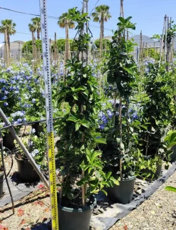 JARDINTROPIC - Stephanotis floribunda (jasmin de madagascar) pot de 25l- 125/150cm