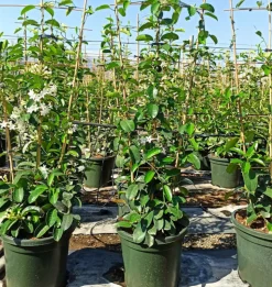 JARDINTROPIC - Stephanotis floribunda (jasmin de madagascar) pot de 25l- 125/150cm