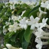 JARDINTROPIC - Stephanotis floribunda (jasmin de madagascar) pot de 25l - 200-225cm
