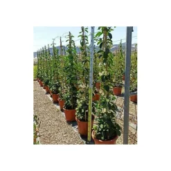 JARDINTROPIC - Stephanotis floribunda (jasmin de madagascar) pot de 2 litres ? 40/60 cm