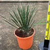 JARDINTROPIC - Yucca filifera (palmier de saint pierre) pot de 8 litres ? 60/80 cm