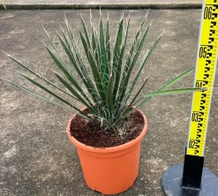 JARDINTROPIC - Yucca filifera (palmier de saint pierre) pot de 8 litres ? 60/80 cm