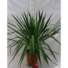 JARDINTROPIC - Yucca gloriosa (dague espagnole) pot de 110l 100/125cm