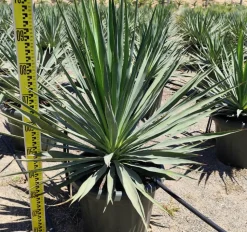 JARDINTROPIC - Yucca gloriosa (dague espagnole) pot de 110l 100/125cm