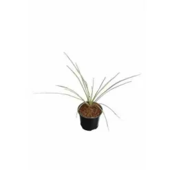 JARDINTROPIC - Yucca rostrata pot de 35l tronc 80/100cm hauteur 150/175cm