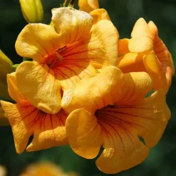 JAVOY PLANTES - Bignone summer jazz® gold - campsis tagliabuana 3l - 60/90cm