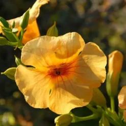 JAVOY PLANTES - Bignone summer jazz® gold - campsis tagliabuana 3l - 60/90cm