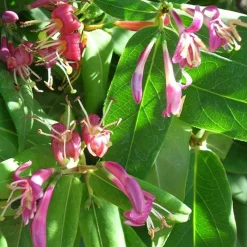 JAVOY PLANTES - Chèvrefeuille de henryi - lonicera henryi 1,5l - 40/60cm