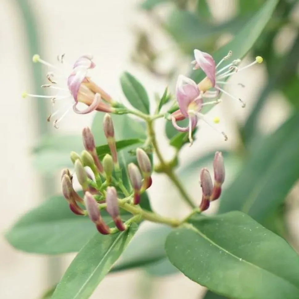 JAVOY PLANTES - Chèvrefeuille de henryi - lonicera henryi 1,5l - 40/60cm
