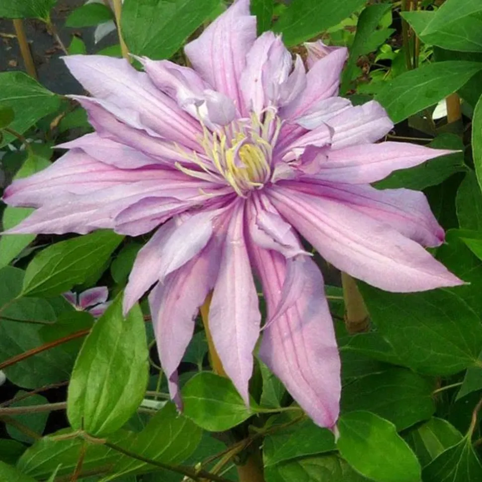 JAVOY PLANTES - Clématite 'mrs spencer castle' - clematis 3l - 60/90cm