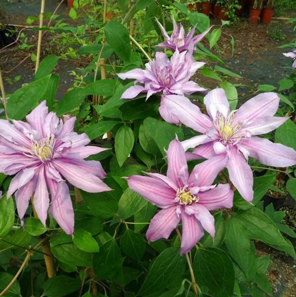 JAVOY PLANTES - Clématite 'mrs spencer castle' - clematis 3l - 60/90cm