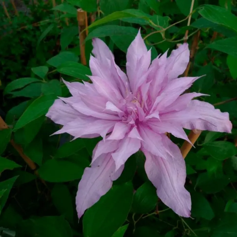 JAVOY PLANTES - Clématite 'mrs spencer castle' - clematis 3l - 60/90cm