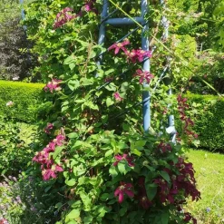 JAVOY PLANTES - Clématite 'niobe' - clematis 1,5l - 40/60cm