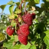 JAVOY PLANTES - Framboisier remontant 'zeva' - rubus idaeus 3l - 60/90cm