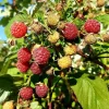 JAVOY PLANTES - Framboisier remontant 'heritage' - rubus idaeus 1,5l - 40/60cm