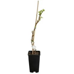 JAVOY PLANTES - Framboisier remontant 'heritage' - rubus idaeus 1,5l - 40/60cm