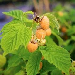 JAVOY PLANTES - Framboisier remontant 'fall gold' - rubus idaeus 1,5l - 40/60cm