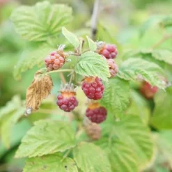 JAVOY PLANTES - Framboisier non remontant 'malling promise' - rubus idaeus 3l - 60/90cm