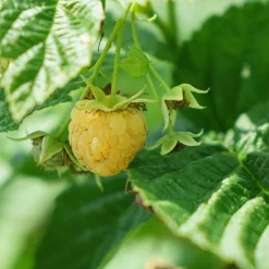 JAVOY PLANTES - Framboisier remontant 'fall gold' - rubus idaeus 3l - 60/90cm