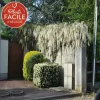 JAVOY PLANTES - Glycine de chine 'alba' - wisteria sinensis 1,5l - 40/60cm