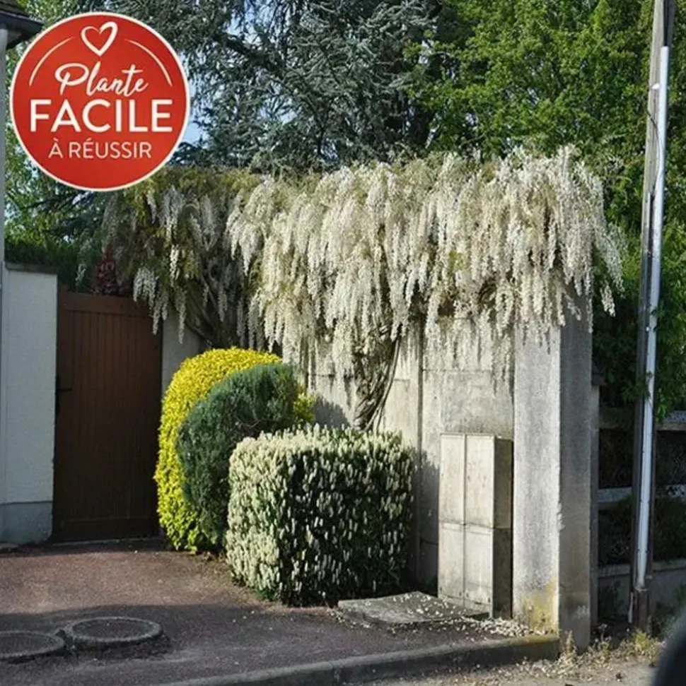 JAVOY PLANTES - Glycine de chine 'alba' - wisteria sinensis 1,5l - 40/60cm