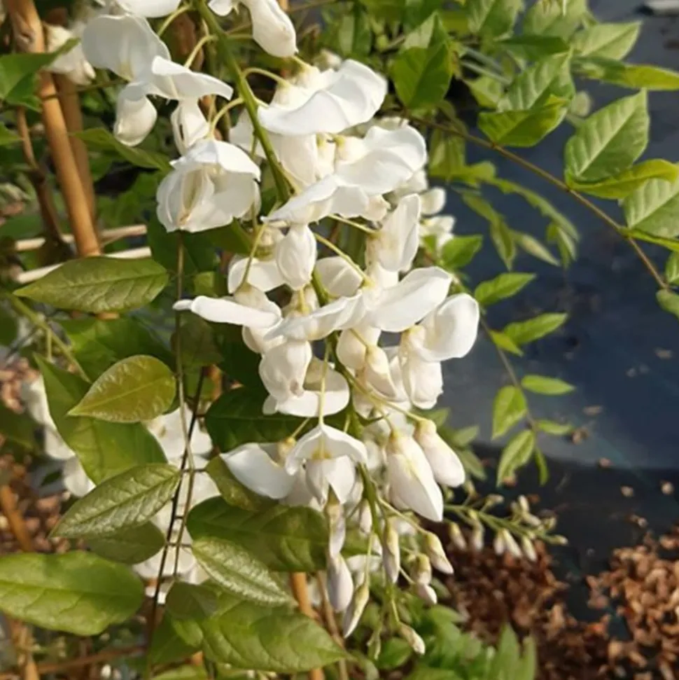 JAVOY PLANTES - Glycine de chine 'alba' - wisteria sinensis 1,5l - 40/60cm