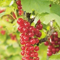 JAVOY PLANTES - Groseillier à grappes 'london market' - ribes rubrum 1,5l - 40/60cm
