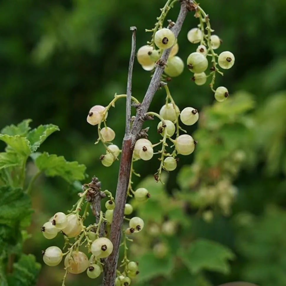 JAVOY PLANTES - Groseillier à grappes 'versaillaise blanche' - ribes rubrum 1,5l - 40/60cm