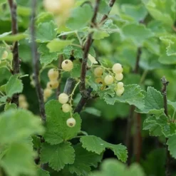 JAVOY PLANTES - Groseillier à grappes 'versaillaise blanche' - ribes rubrum 1,5l - 40/60cm
