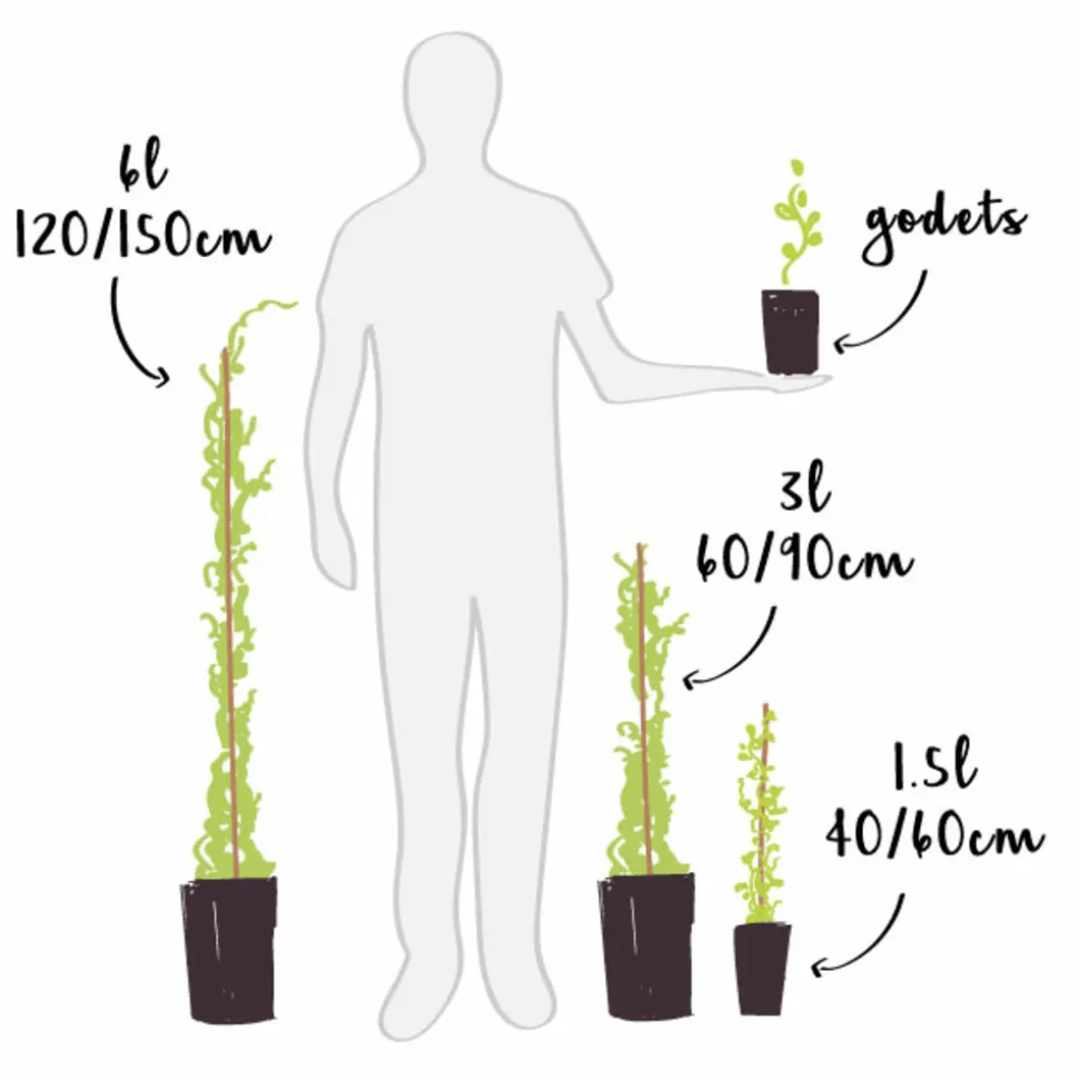 JAVOY PLANTES - Groseillier à grappes 'versaillaise blanche' - ribes rubrum 1,5l - 40/60cm