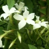JAVOY PLANTES - Jasmin blanc officinal jasminum officinalis 1,5l - 40/60cm