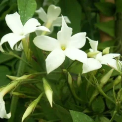 JAVOY PLANTES - Jasmin blanc officinal jasminum officinalis 1,5l - 40/60cm